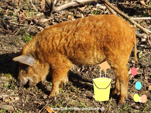 Die eierlegende Wollmilchsau